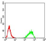 DNMT3B Antibody in Flow Cytometry (Flow)