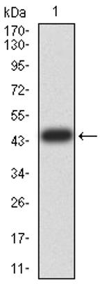 ESRRA Antibody in Western Blot (WB)