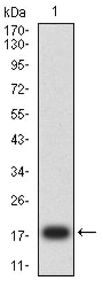 FGF2 Antibody in Western Blot (WB)