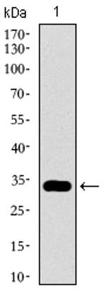 GATA6 Antibody in Western Blot (WB)