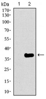 GATA6 Antibody in Western Blot (WB)