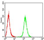 HAS1 Antibody in Flow Cytometry (Flow)