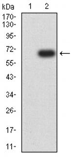 HAS1 Antibody in Western Blot (WB)