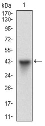 HSF1 Antibody in Western Blot (WB)