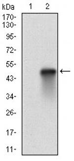 HSF1 Antibody in Western Blot (WB)