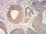 IDH2 Antibody in Immunohistochemistry (Paraffin) (IHC (P))