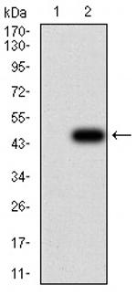 KDM6A Antibody in Western Blot (WB)