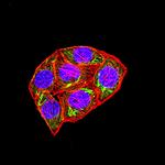 SETD8 Antibody in Immunocytochemistry (ICC/IF)