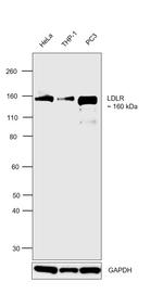 LDLR Antibody in Western Blot (WB)