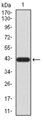 MECP2 Antibody in Western Blot (WB)