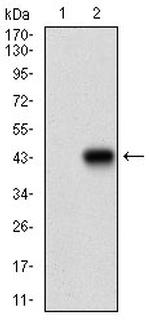 MEF2A Antibody in Western Blot (WB)