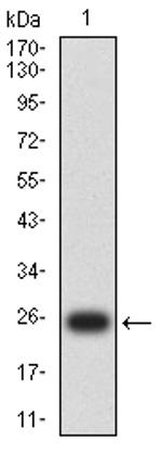 MLH1 Antibody in Western Blot (WB)