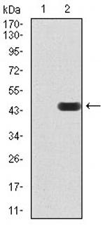 MMP14 Antibody in Western Blot (WB)