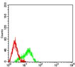 hnRNP M Antibody in Flow Cytometry (Flow)