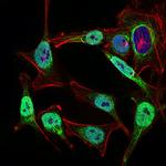 NBS1 Antibody in Immunocytochemistry (ICC/IF)