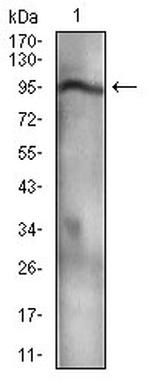 NBS1 Antibody in Western Blot (WB)