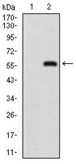 NBS1 Antibody in Western Blot (WB)