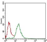 NBS1 Antibody in Flow Cytometry (Flow)