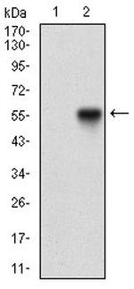 NBS1 Antibody in Western Blot (WB)