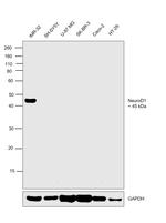 NeuroD1 Antibody in Western Blot (WB)