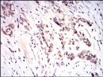 Nrf2 Antibody in Immunohistochemistry (Paraffin) (IHC (P))