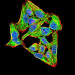 NOX4 Antibody in Immunocytochemistry (ICC/IF)