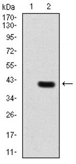 NOX4 Antibody in Western Blot (WB)