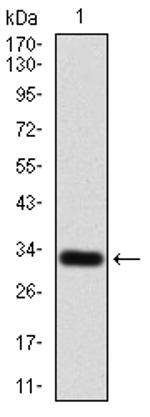 P2Y13 Antibody in Western Blot (WB)