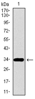 PAX3 Antibody in Western Blot (WB)