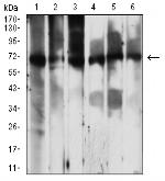 PCK2 Antibody in Western Blot (WB)