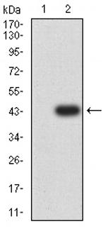 PCK2 Antibody in Western Blot (WB)