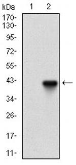 PIK3CG Antibody in Western Blot (WB)