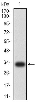 NOXA Antibody in Western Blot (WB)