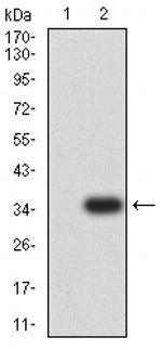 NOXA Antibody in Western Blot (WB)