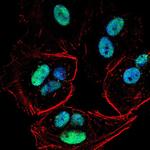 PMS2 Antibody in Immunocytochemistry (ICC/IF)