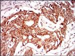 PON1 Antibody in Immunohistochemistry (Paraffin) (IHC (P))