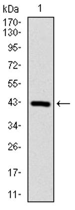 PP1 beta Antibody in Western Blot (WB)