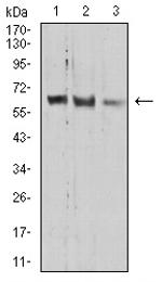 PRDM14 Antibody in Western Blot (WB)