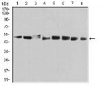 PSMC3 Antibody in Western Blot (WB)