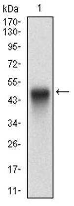 PTP1B Antibody in Western Blot (WB)