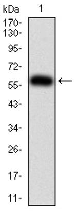 SHP-1 Antibody in Western Blot (WB)