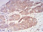 PYCARD Antibody in Immunohistochemistry (Paraffin) (IHC (P))