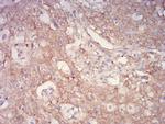 PYCARD Antibody in Immunohistochemistry (Paraffin) (IHC (P))