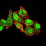 RAN Antibody in Immunocytochemistry (ICC/IF)