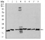 RAN Antibody in Western Blot (WB)