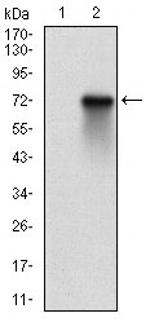 RSK3 Antibody in Western Blot (WB)