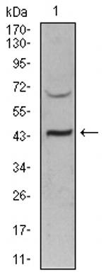 SIRT3 Antibody in Western Blot (WB)