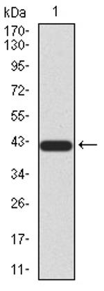 SIRT3 Antibody in Western Blot (WB)