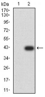 SMAD1 Antibody in Western Blot (WB)