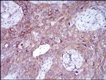 SLUG Antibody in Immunohistochemistry (Paraffin) (IHC (P))